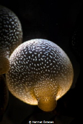 Anemone/ Anilao-Philippines by Mehmet Öztabak 
